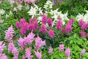 Astilbe - Mixture